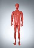 Full Body Display Stand